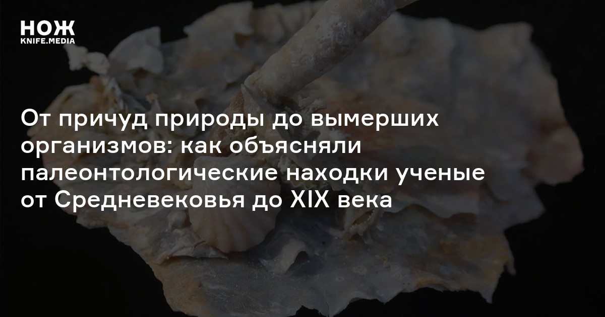 От причуд природы до вымерших организмов: как объясняли палеонтологические находки ученые от Средневековья до XIX века