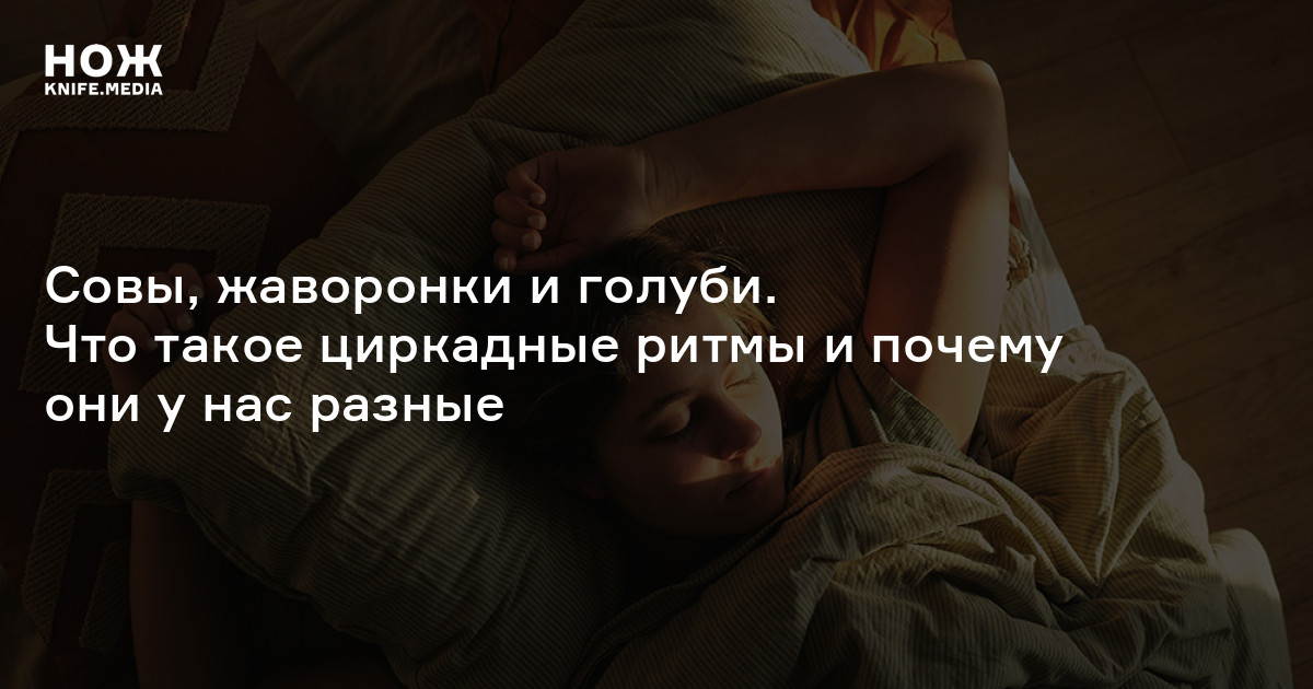 Совы, жаворонки и голуби. Что такое циркадные ритмы и почему они у нас разные