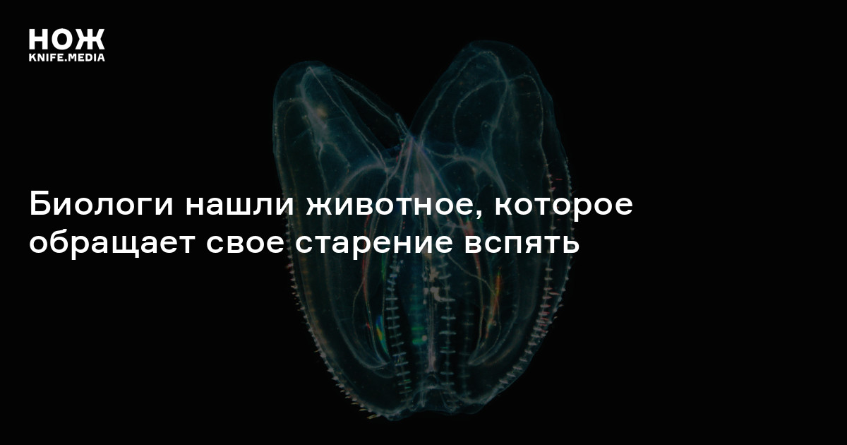 Биологи нашли животное, которое обращает свое старение вспять