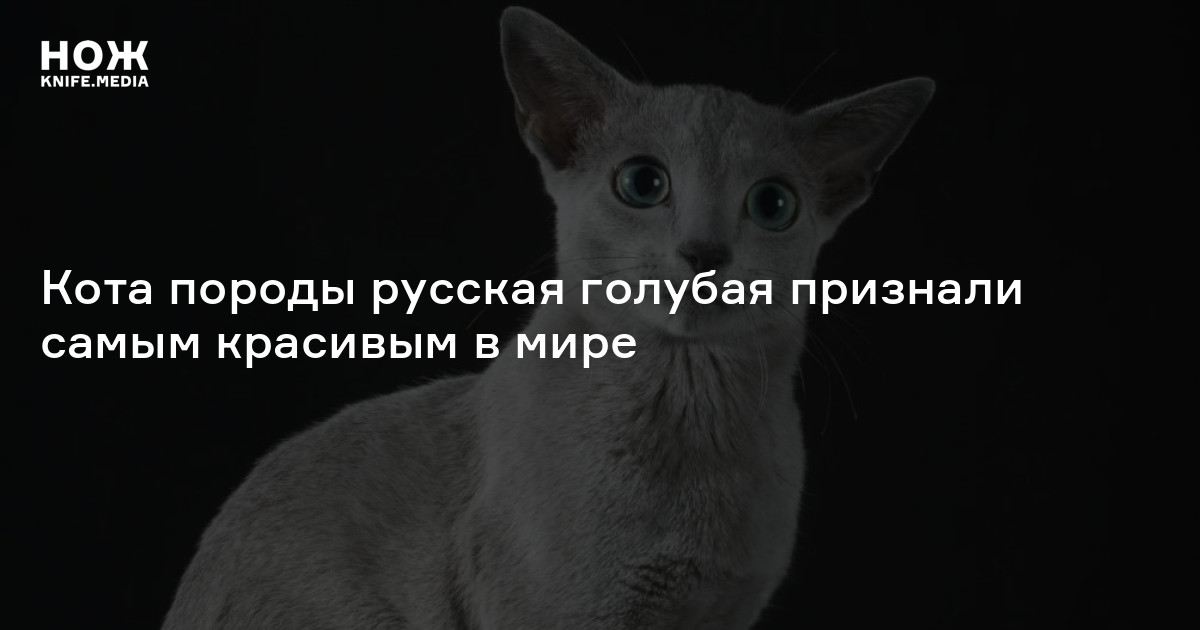 Кота породы русская голубая признали самым красивым в мире