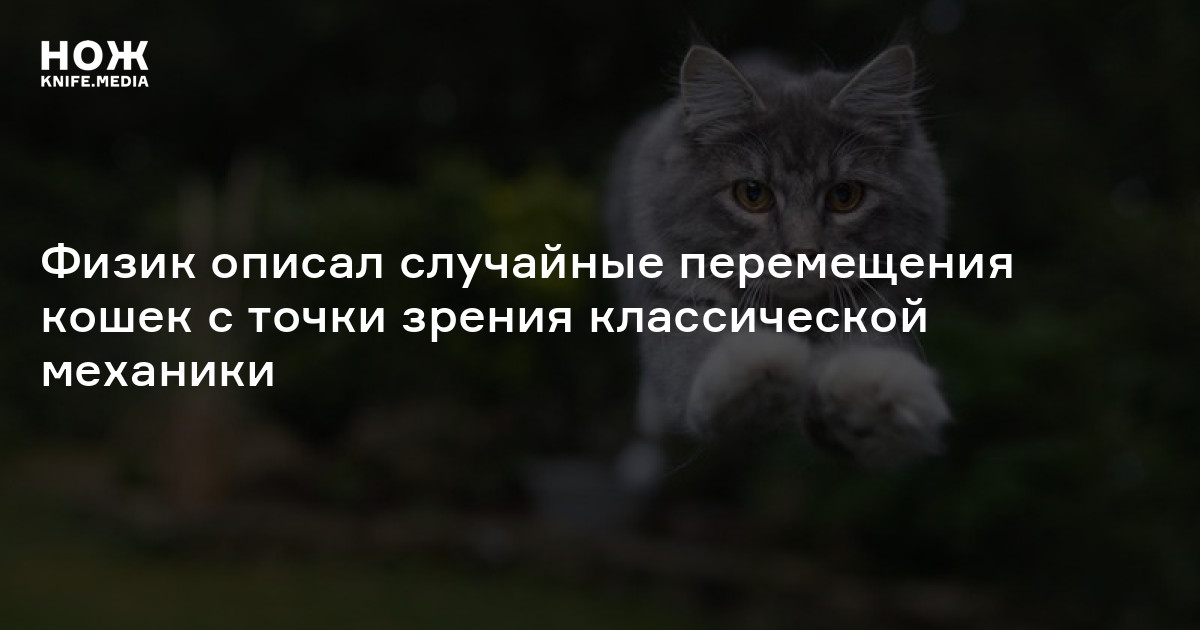 Физик описал случайные перемещения кошек с точки зрения классической механики