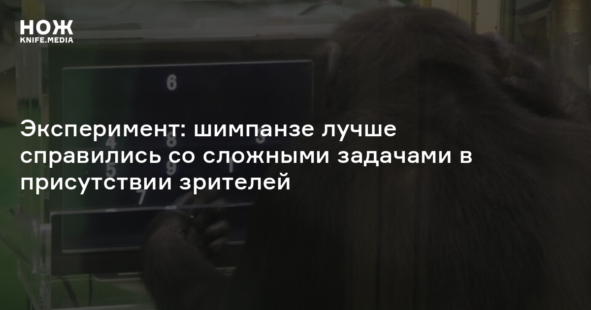 Эксперимент: шимпанзе лучше справились со сложными задачами в присутствии зрителей