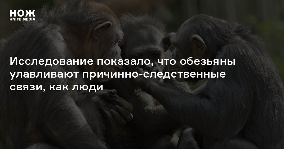 Исследование показало, что обезьяны улавливают причинно-следственные связи, как люди
