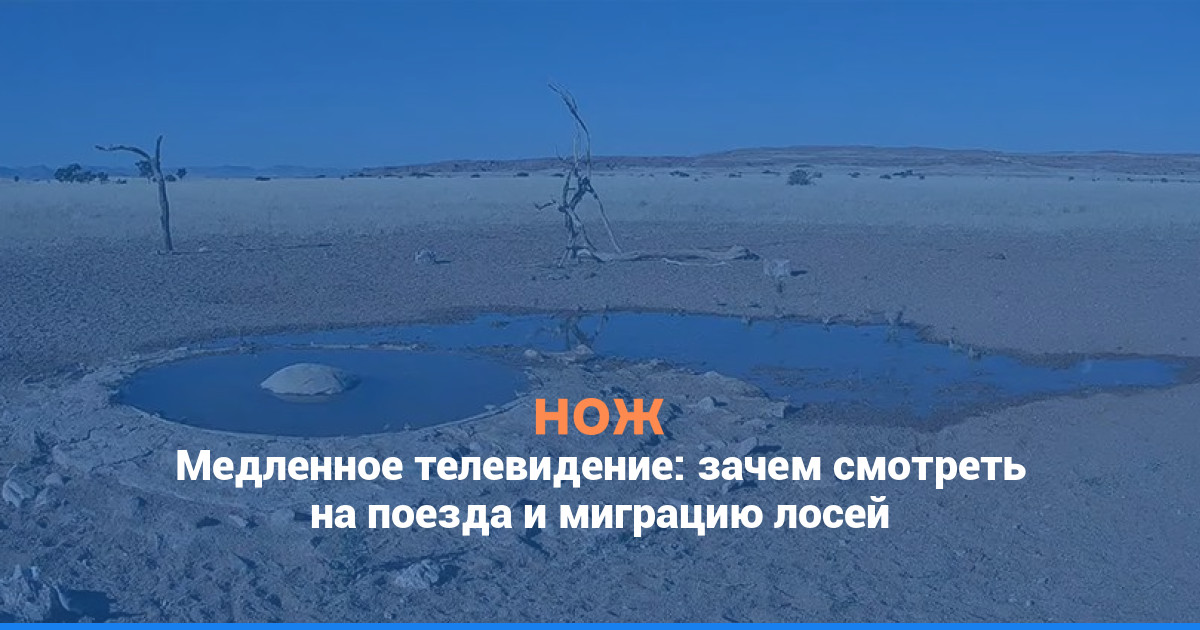 Медленное телевидение: зачем смотреть видео с поездами и со спящим медведем