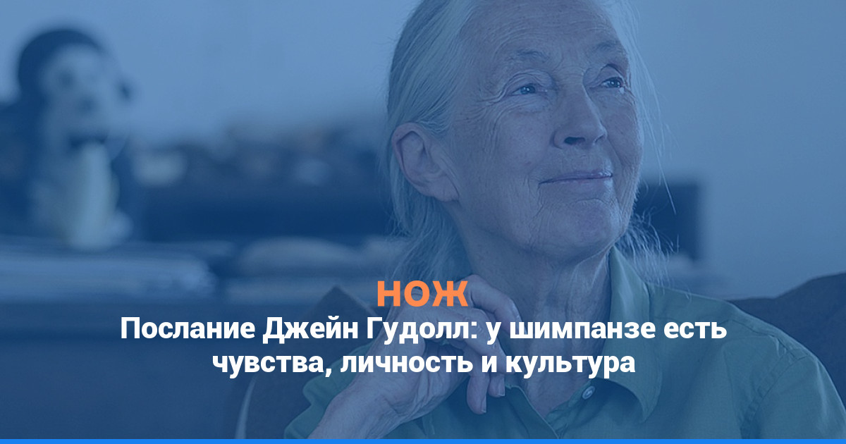 Послание Джейн Гудолл: у шимпанзе есть чувства, личность и культура