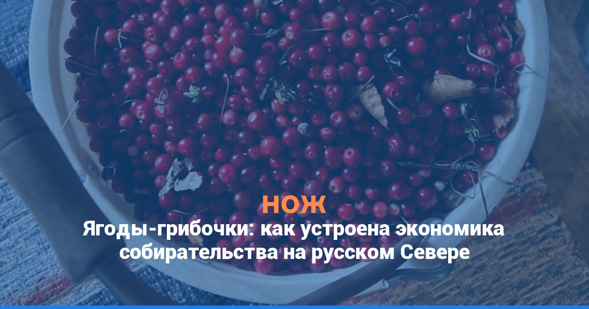 Ягоды-грибочки: как устроена экономика собирательства на русском Севере