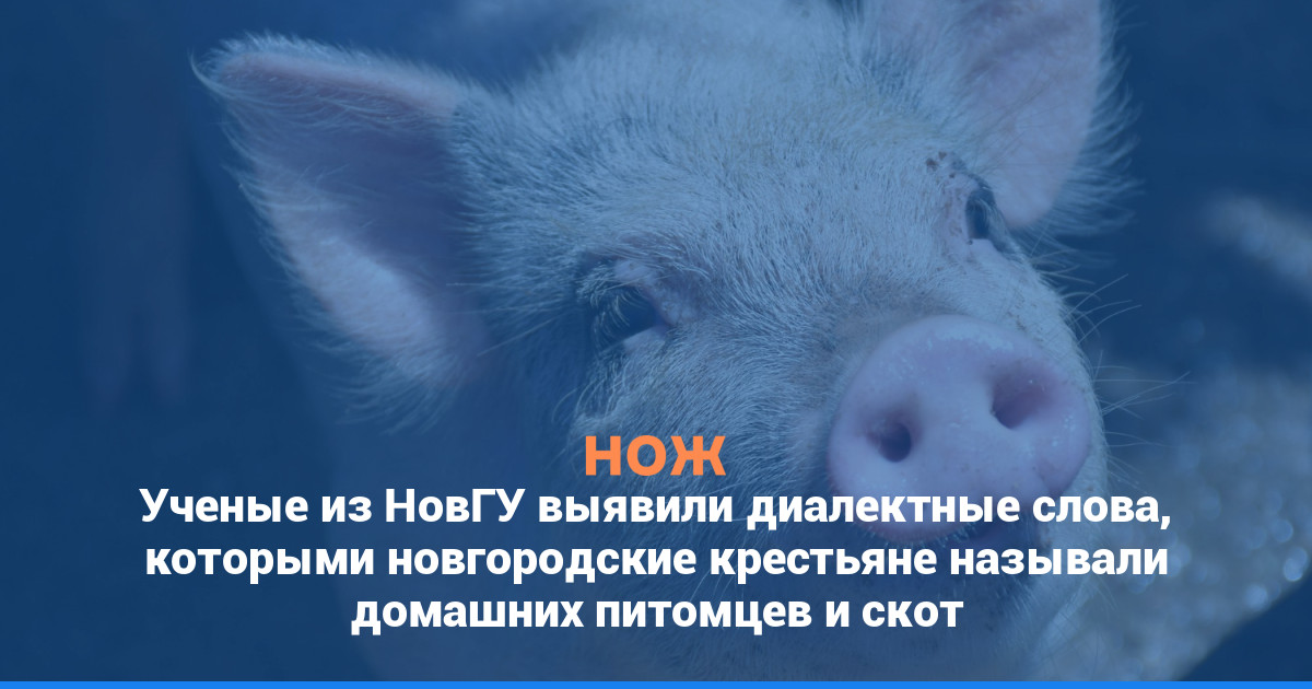 Ученые из НовГУ выявили диалектные слова, которыми новгородские крестьяне называли домашних питомцев и скот