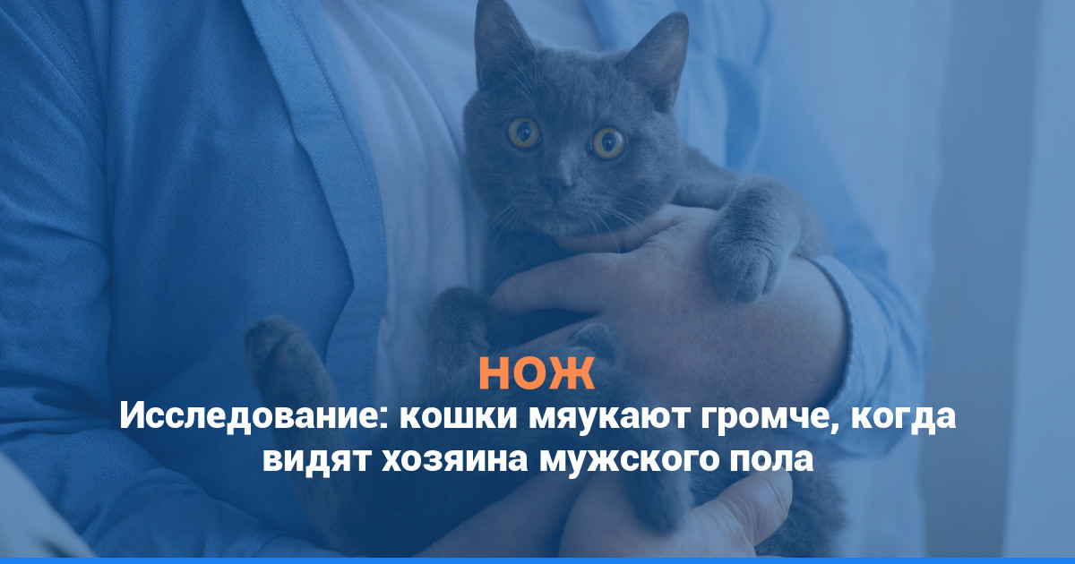 Исследование: кошки мяукают громче, когда видят хозяина мужского пола