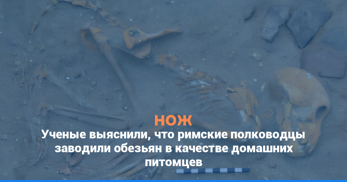 Ученые выяснили, что римские полководцы заводили обезьян в качестве домашних питомцев