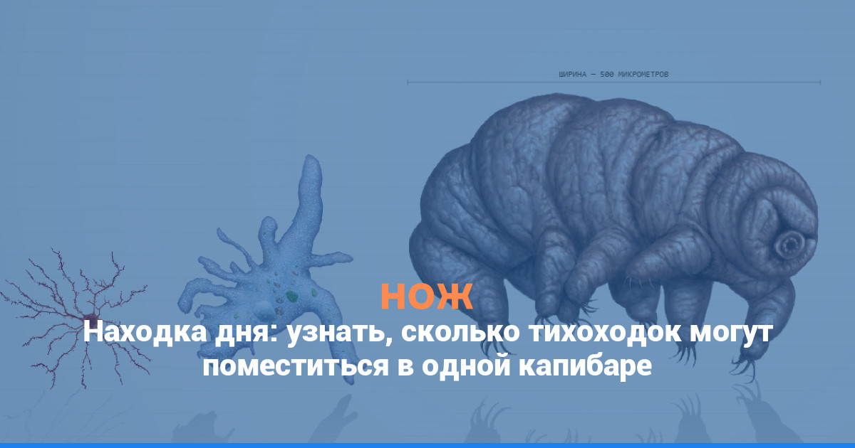Находка дня: узнать, сколько тихоходок может поместиться в одной капибаре