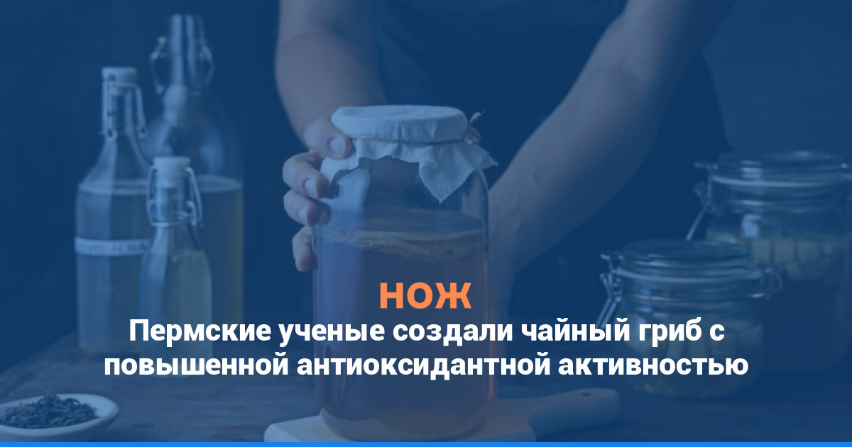 Пермские ученые создали чайный гриб с повышенной антиоксидантной активностью