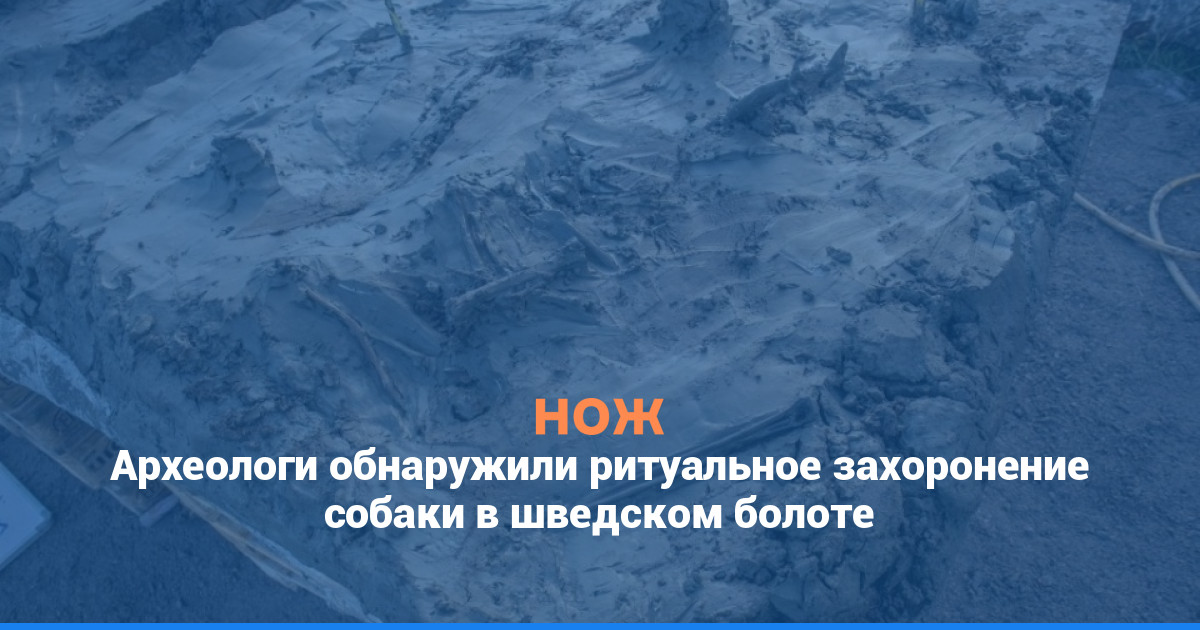 Археологи обнаружили ритуальное захоронение собаки в шведском болоте
