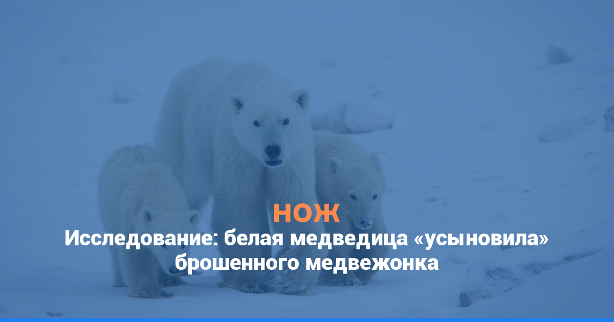Исследование: белая медведица «усыновила» брошенного медвежонка