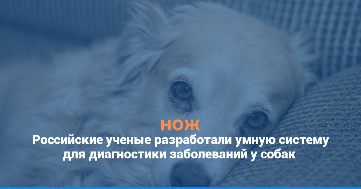 Российские ученые разработали умную систему для диагностики заболеваний у собак
