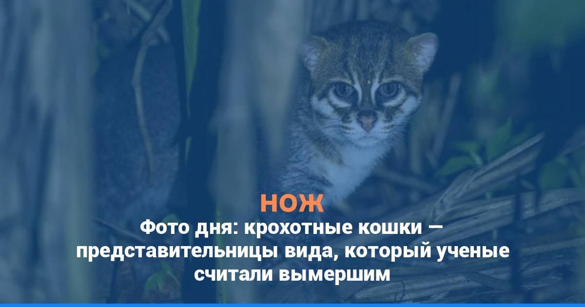 Фото дня: крохотные кошки — представительницы вида, который ученые считали вымершим