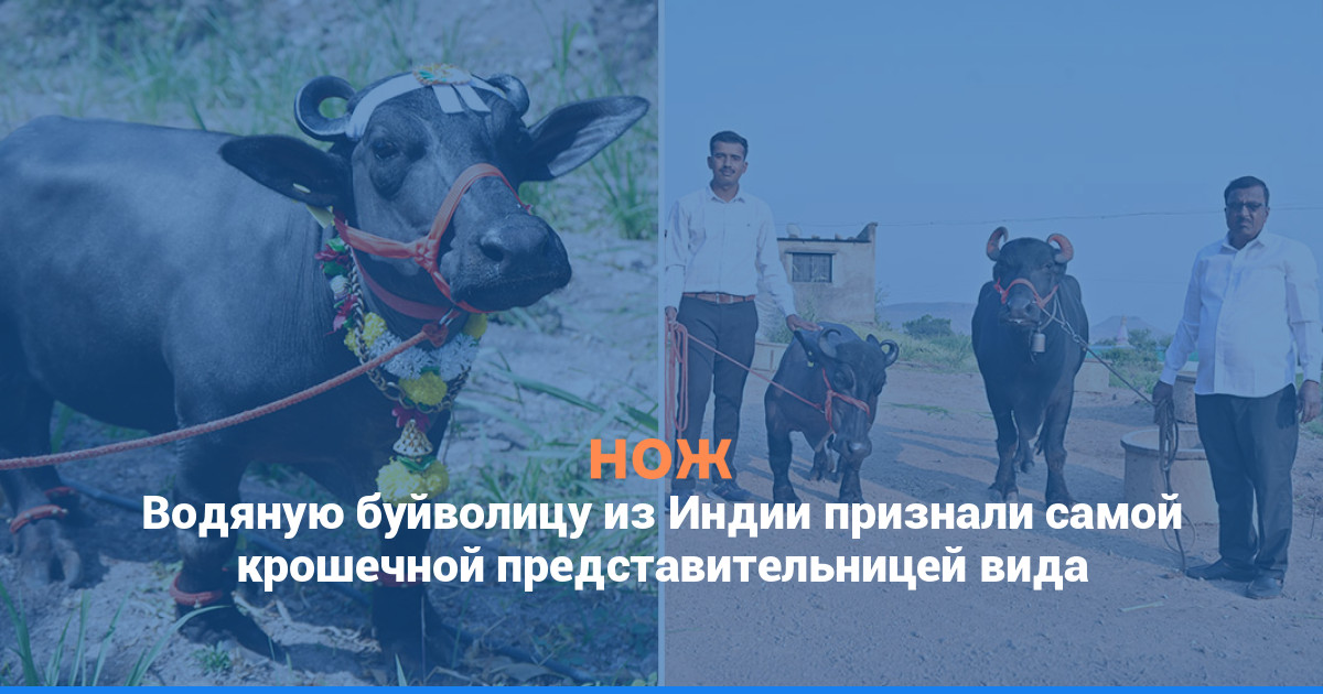 Водяную буйволицу из Индии признали самой крошечной представительницей вида