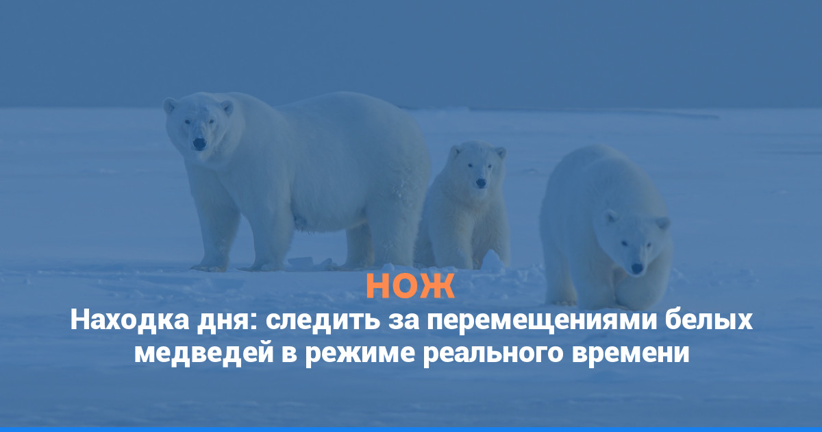 Находка дня: следить за перемещениями белых медведей в режиме реального времени