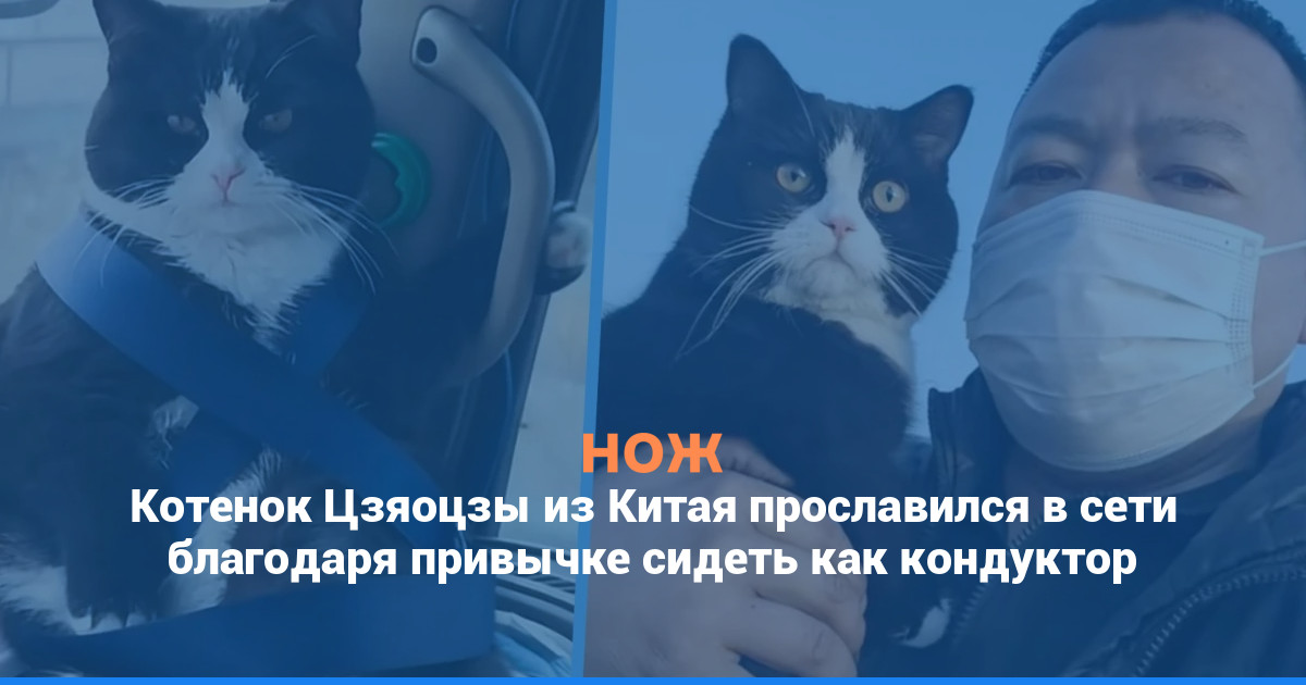 Котенок Цзяоцзы из Китая прославился в сети благодаря привычке сидеть как кондуктор
