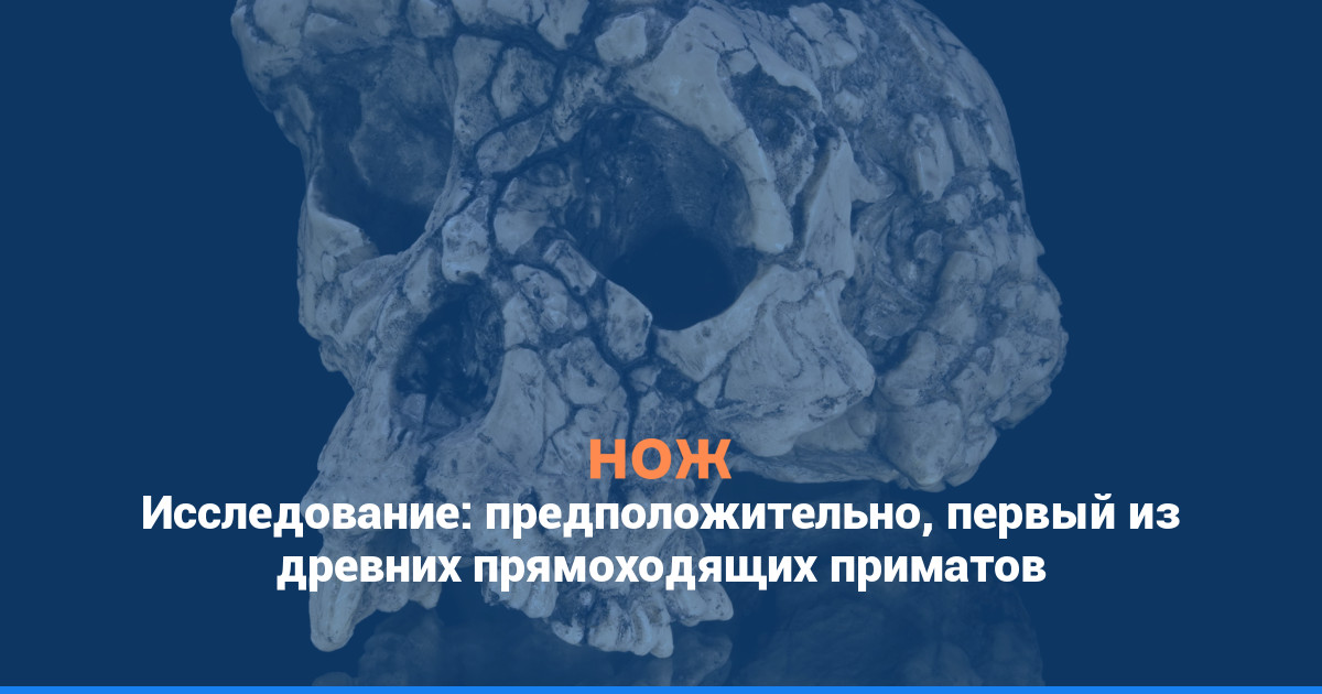 Исследование: предположительно, первый из древних прямоходящих приматов