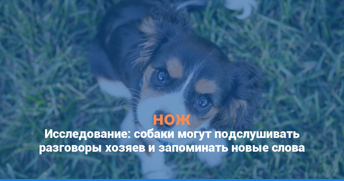 Исследование: собаки могут подслушивать разговоры хозяев и запоминать новые слова