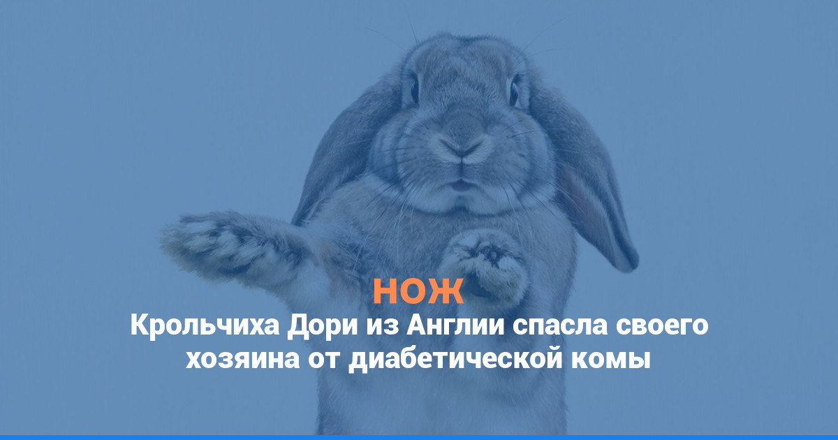 Крольчиха Дори из Англии спасла своего хозяина от диабетической комы