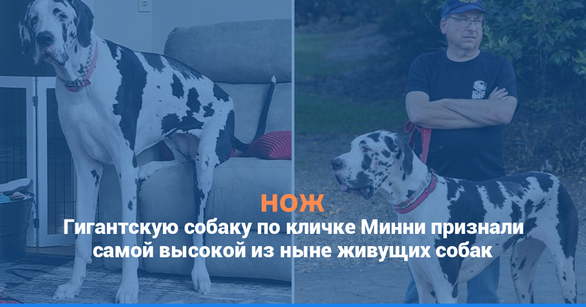 Гигантскую собаку по кличке Минни признали самой высокой из ныне живущих собак