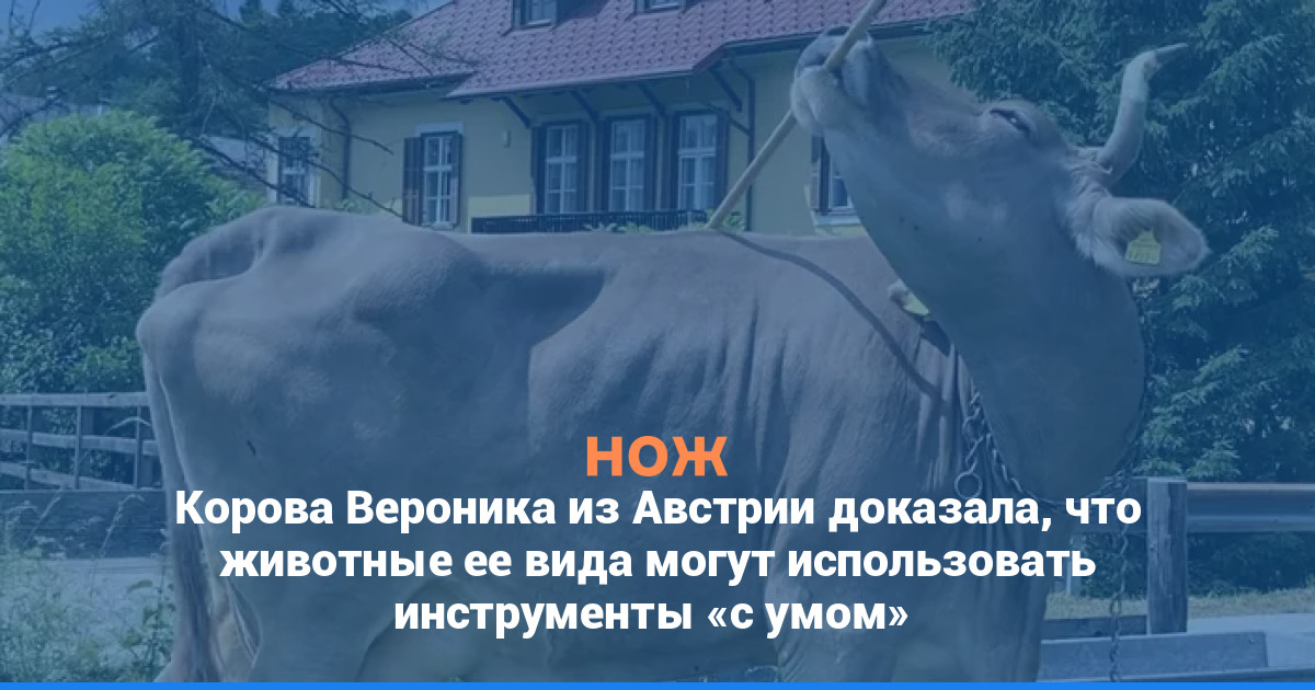 Корова Вероника из Австрии доказала, что животные ее вида могут использовать инструменты «с умом»