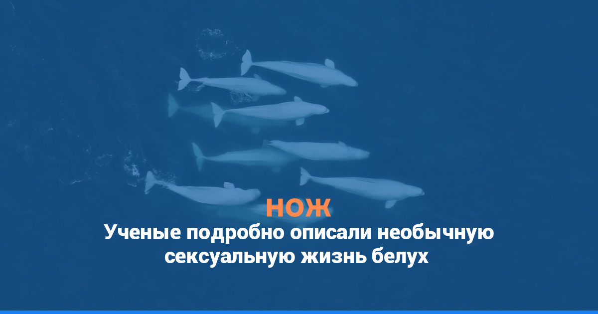 Ученые подробно описали необычную сексуальную жизнь белух