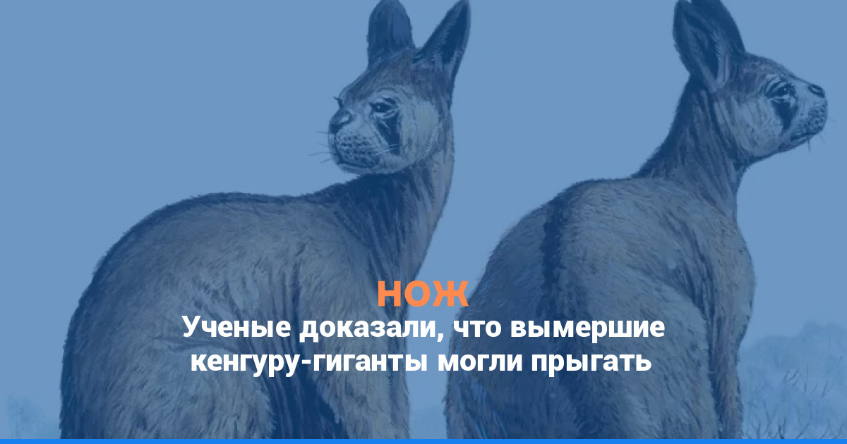 Ученые доказали, что вымершие кенгуру-гиганты могли прыгать