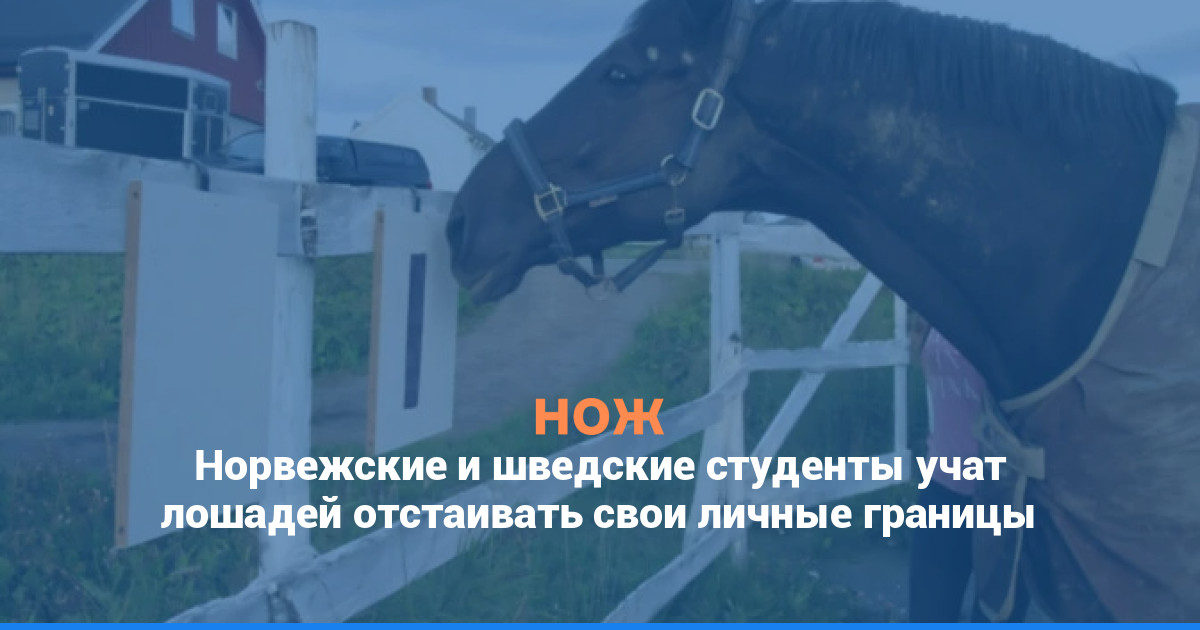 Норвежские и шведские студенты учат лошадей отстаивать свои личные границы