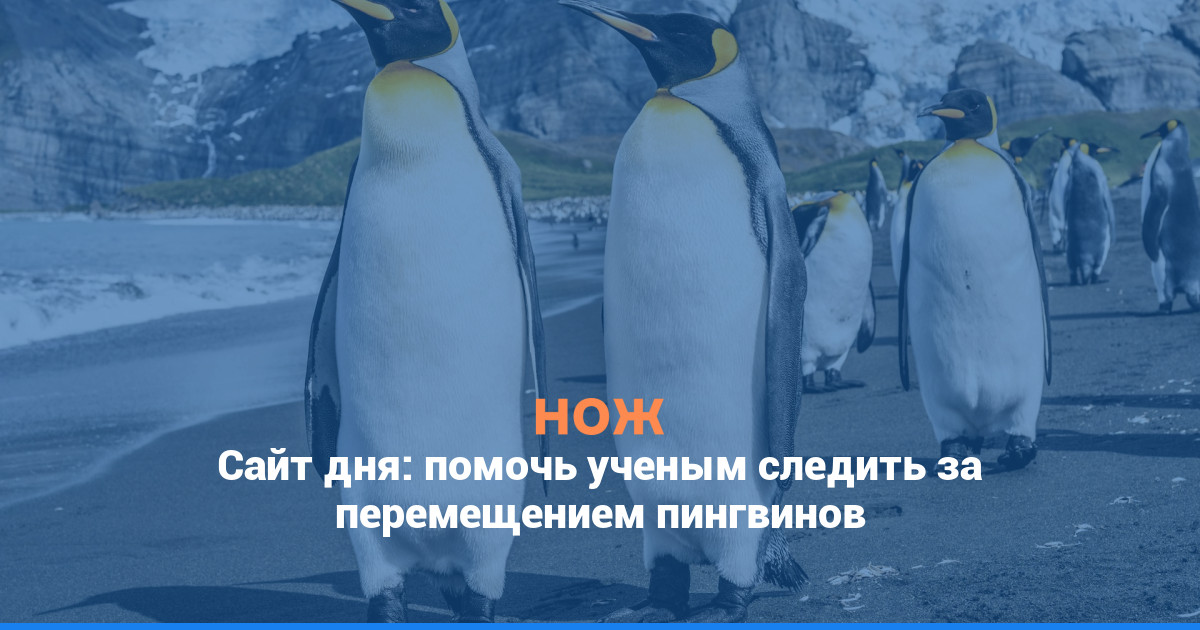 Сайт дня: помочь ученым следить за перемещением пингвинов