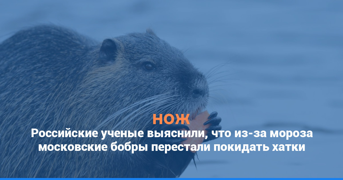 Российские ученые выяснили, что из-за мороза московские бобры перестали покидать хатки