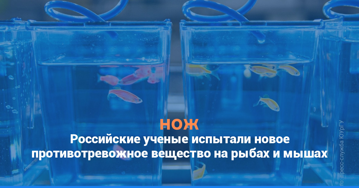 Российские ученые испытали новое противотревожное вещество на рыбах и мышах