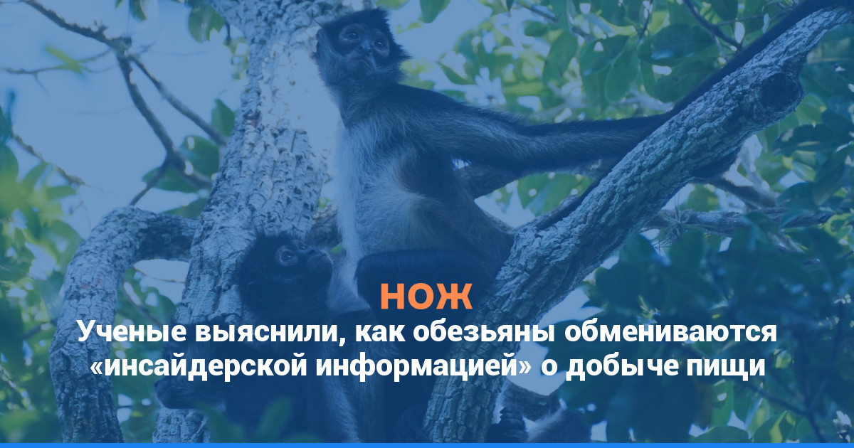 Ученые выяснили, как обезьяны обмениваются «инсайдерской информацией» о добыче пищи