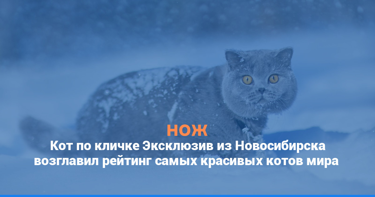 Кот по кличке Эксклюзив из Новосибирска возглавил рейтинг самых красивых котов мира
