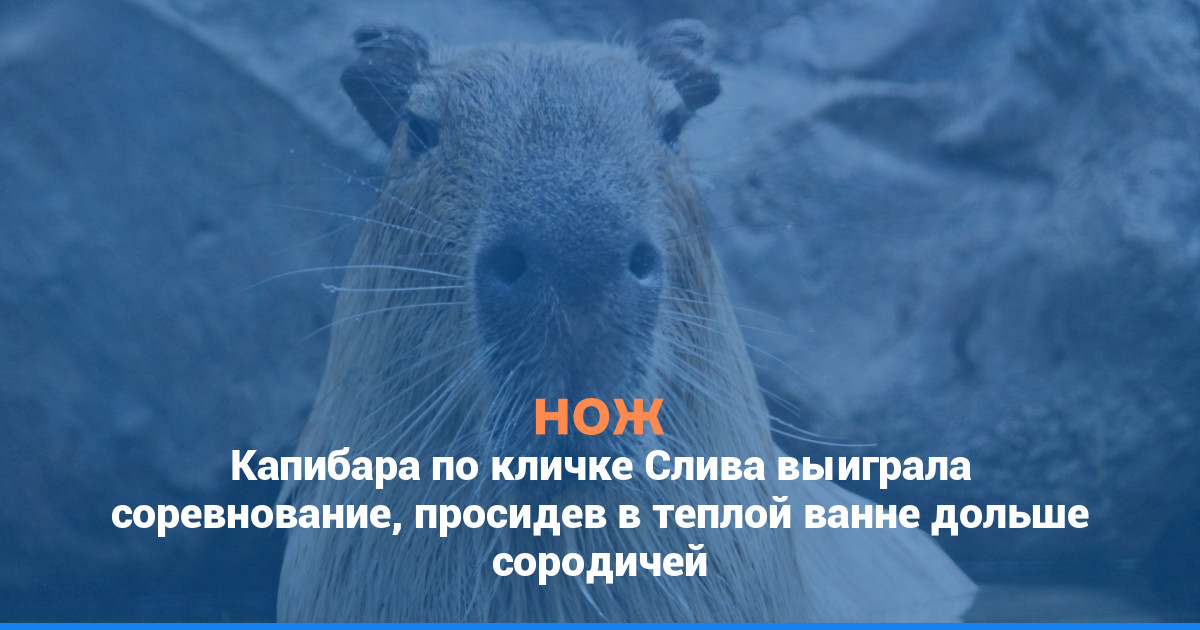 Капибара по кличке Слива выиграла соревнование, просидев в теплой ванне дольше сородичей