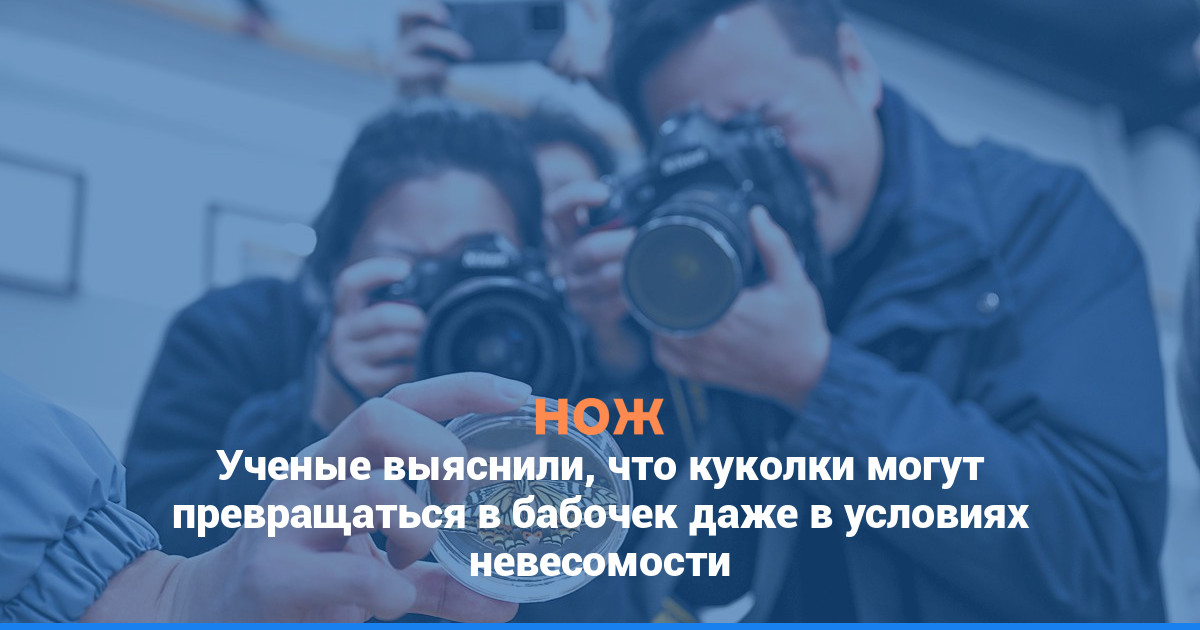 Ученые выяснили, что куколки могут превращаться в бабочек даже в условиях невесомости