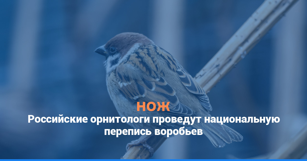 Российские орнитологи проведут национальную перепись воробьев