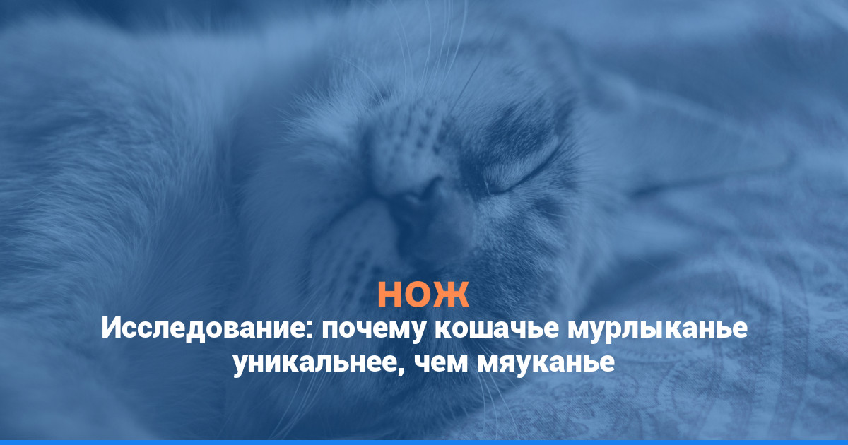 Исследование: почему кошачье мурлыканье уникальнее, чем мяуканье