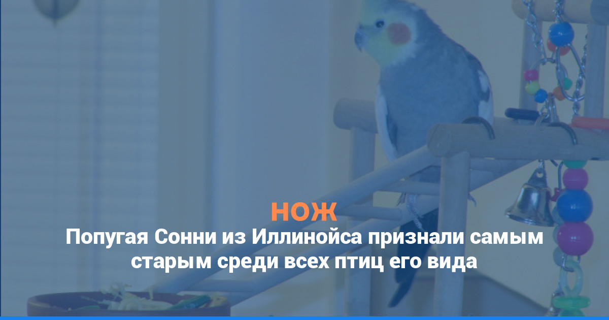Попугая Сонни из Иллинойса признали самым старым среди всех птиц его вида