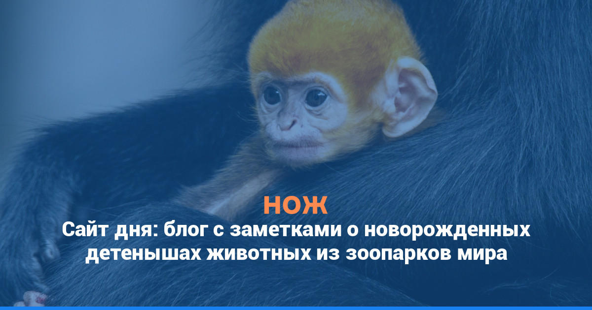 Сайт дня: блог с заметками о новорожденных детенышах животных из зоопарков мира