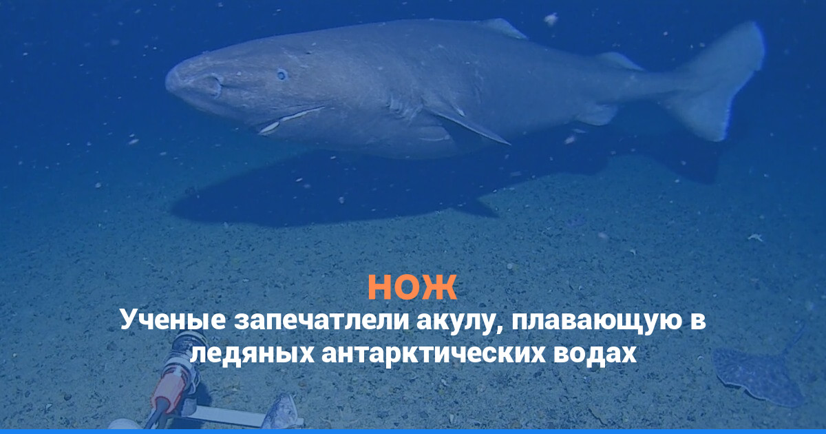Ученые запечатлели акулу, плавающую в ледяных антарктических водах