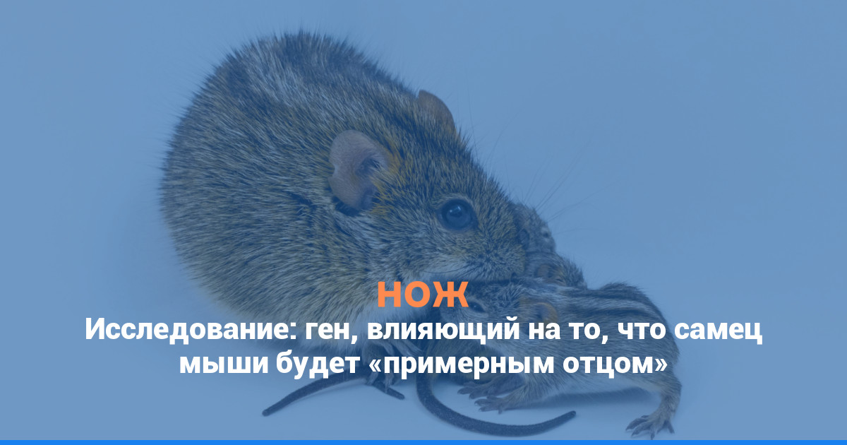 Исследование: ген, влияющий на то, что самец мыши будет «примерным отцом»