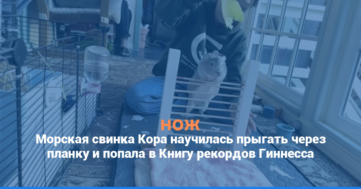 Морская свинка Кора научилась прыгать через планку и попала в Книгу рекордов Гиннесса