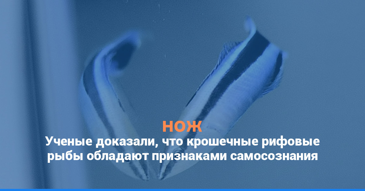 Ученые доказали, что крошечные рифовые рыбы обладают признаками самосознания