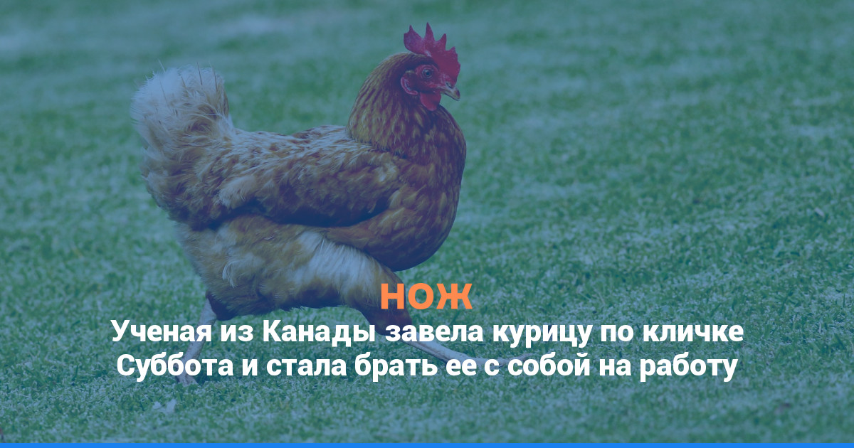 Ученая из Канады завела курицу по кличке Суббота и стала брать ее с собой на работу