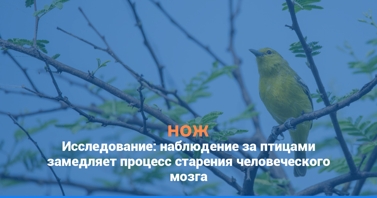 Исследование: наблюдение за птицами замедляет процесс старения человеческого мозга