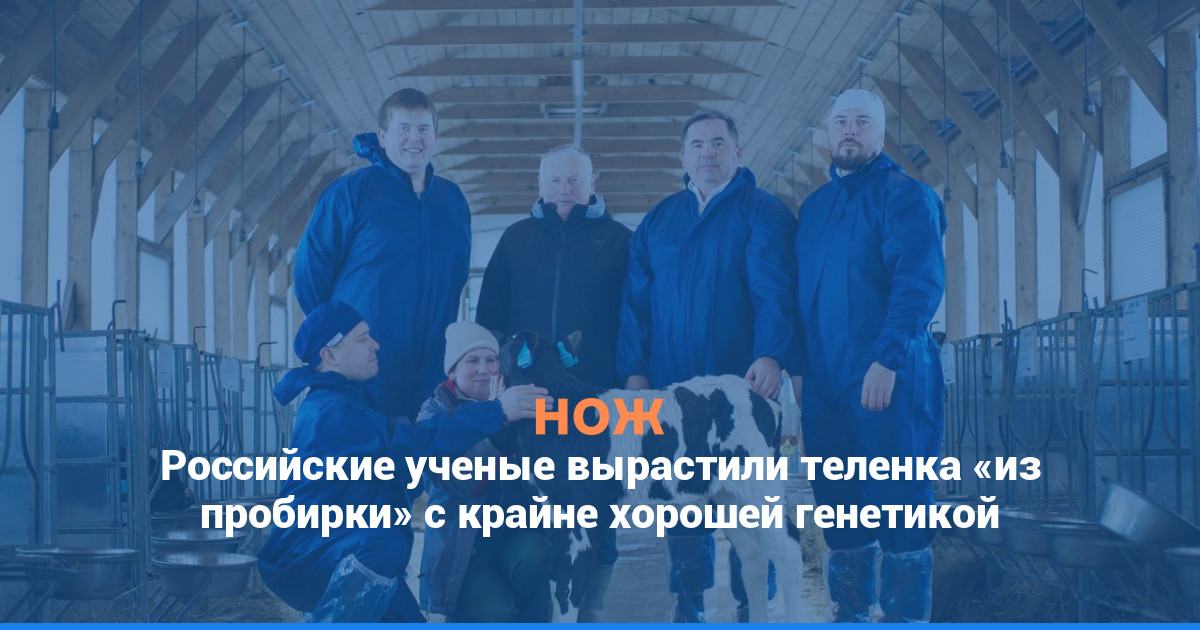 Российские ученые вырастили теленка «из пробирки» с крайне хорошей генетикой