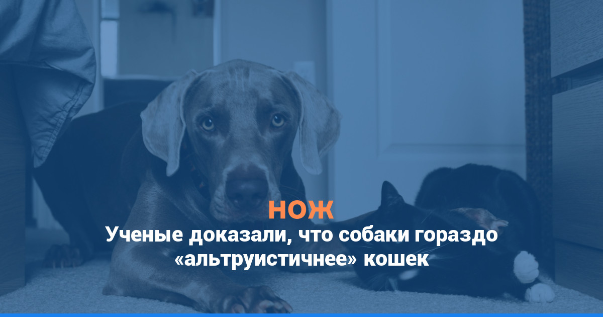 Ученые доказали, что собаки гораздо «альтруистичнее» кошек