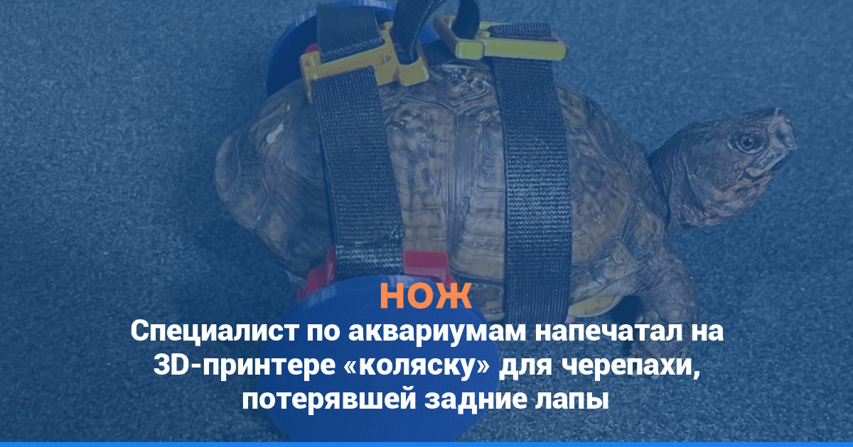 Специалист по аквариумам напечатал на 3D-принтере «коляску» для черепахи, потерявшей задние лапы